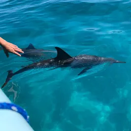 a bird swimming in water