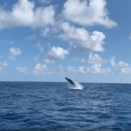a bird flying over a body of water