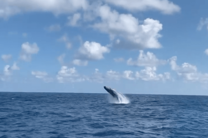 a bird flying over a body of water